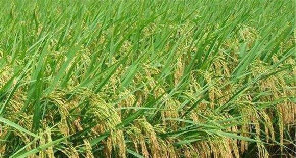 早稻中后期怎样预防高温热害？(水稻高温热害防治技术)