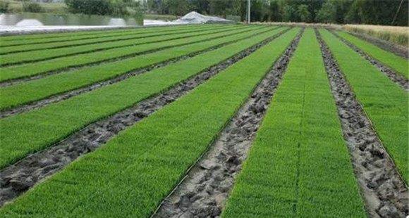 水稻简化旱育秧技术