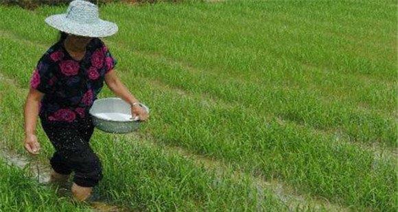水稻标准化施肥技术(水稻一次性施肥技术)