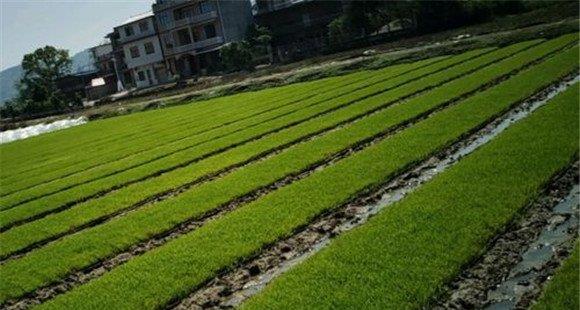 怎样防治各种水稻病害、虫害和草害(水稻常见病虫害防治方法)