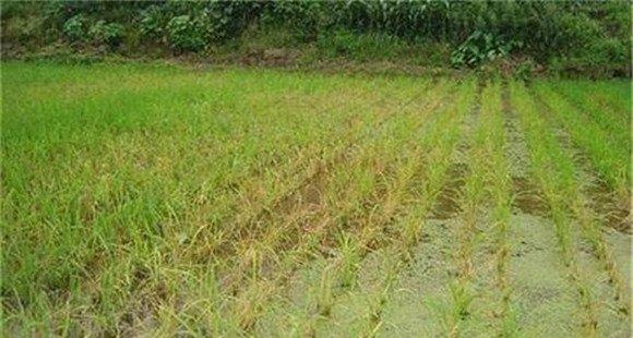 产生水稻肥害的原因有哪些 怎样预防水稻肥害