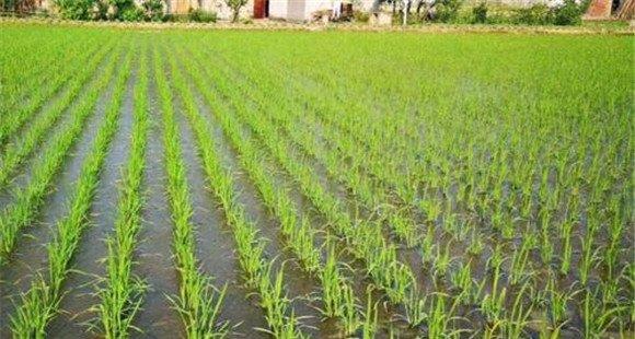 水稻苗期的主要病虫害防治技术要点(水稻苗期病虫害防治)