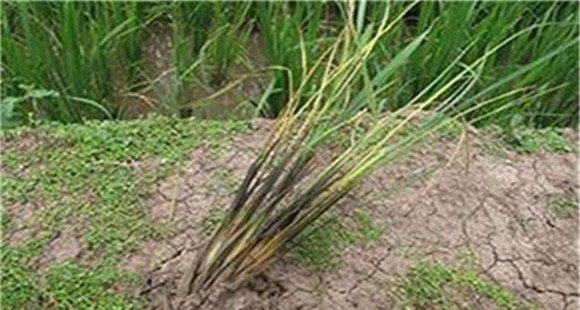 水稻烂秧的主要类型 水稻烂秧的预防与防治