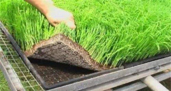 水稻新基质旱育秧技术要点