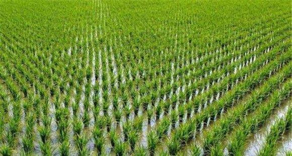 硅元素对水稻的作用