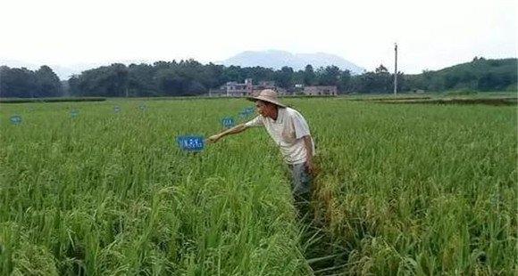 锌元素对水稻的作用