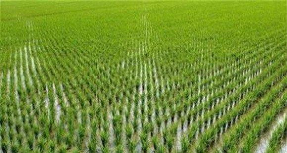 水稻大田化学除草剂的配方