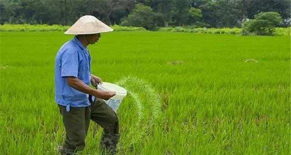 水稻科学施肥技术