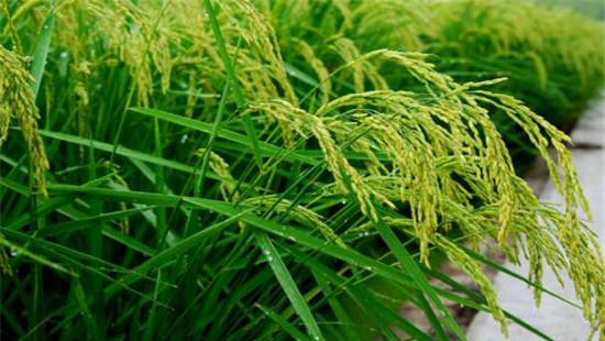 水稻需肥特性