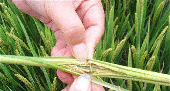 水稻二化螟的危害症状