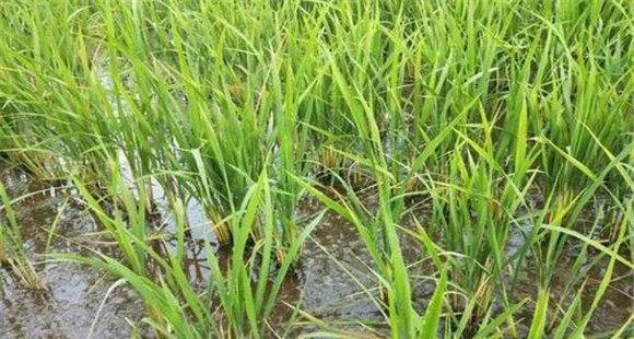 水稻二化螟的农业防治方法