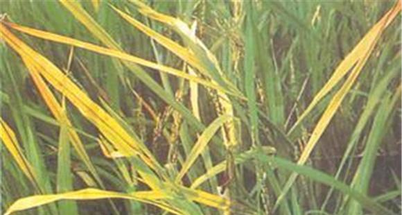 水稻黄叶是什么原因