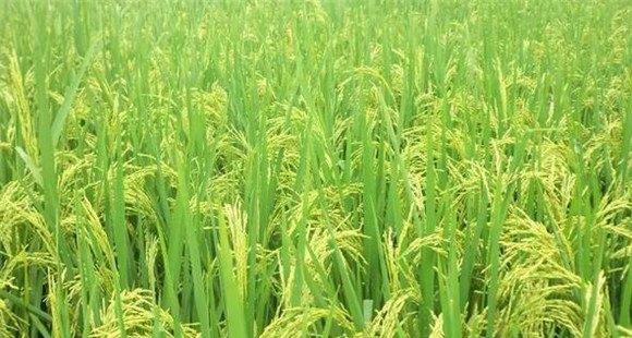 水稻长穗期是什么时候
