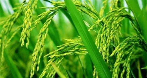 水稻穗期管理的三个重点