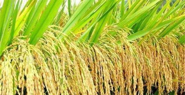 影响水稻结实率的主要因素