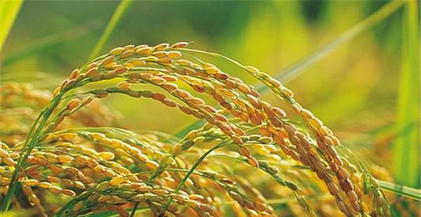 提高水稻结实率的主要措施