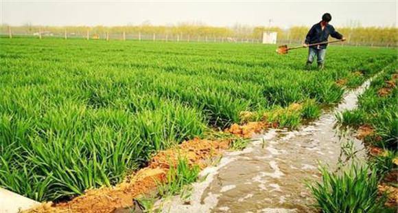 怎样利用沼液、沼渣种植水稻