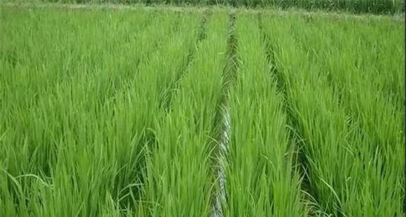 温度和水稻生产的关系