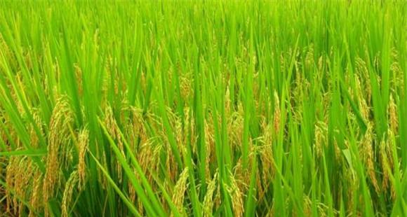 对水稻高温热害的补救技术措施