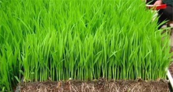 水稻秧苗期的生长适温