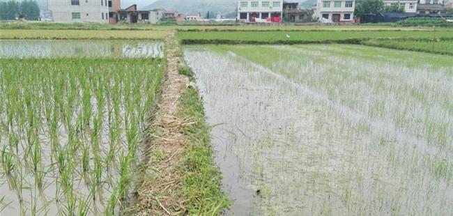 哪些水稻适合直播 直播稻的播种期如何确定