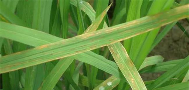 水稻氮肥施用不当的症状 水稻氮肥过多如何补救