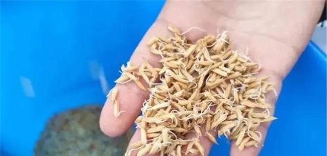 早稻育秧易发生问题 早稻烂秧的原因及防止措施