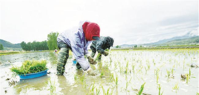 水稻的栽培方式 目前水稻的主要种植方式是什么