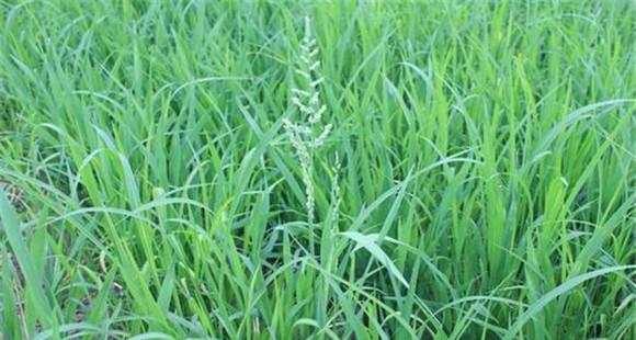稗草与水稻的区别
