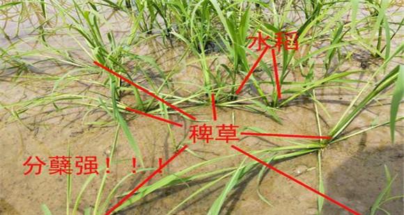 稗草对水稻的危害