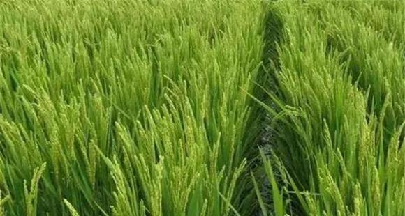 水稻拔节孕穗期