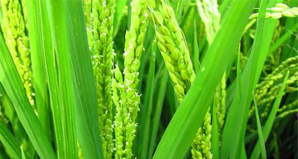 水稻扬花期有多少天 水稻扬花期的管理技术要点