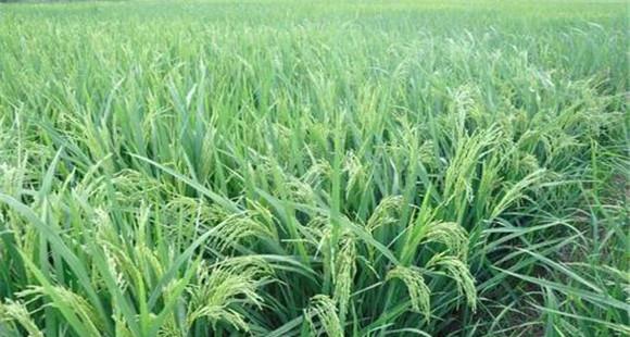 水稻灌浆期是什么时候？水稻灌浆期的管理要点