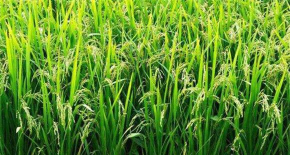 水稻扬花期一般在几月份