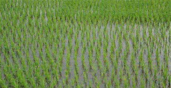 稻秧田和直播田用什么除草剂