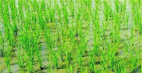 水稻抛秧田用什么除草剂