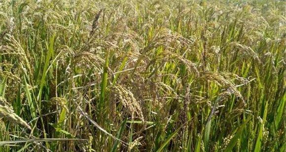 水稻早衰的原因是什么 防治水稻早衰的措施