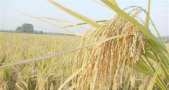 水稻种植如何能高产 水稻高产可采取哪些措施