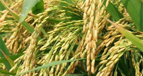 实现水稻高产栽培的注意事项