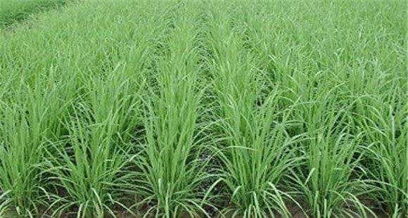 水稻分蘖期的田间管理技术要点