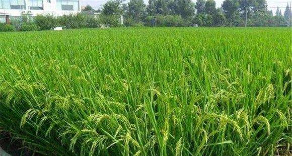 水稻施肥方法和用量