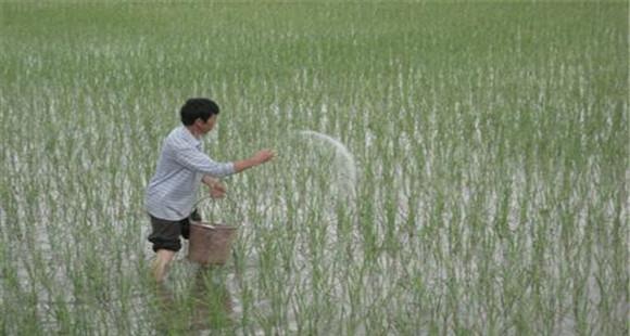 水稻施肥需要注意哪些
