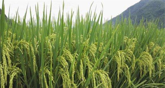 有效增加水稻穗数