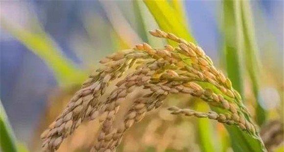 水稻增产三要素与水稻增产的途径