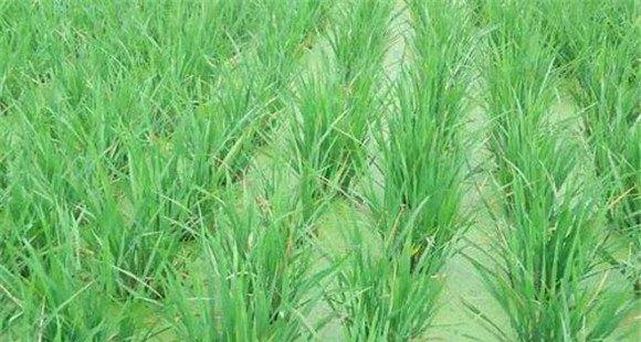 预防水稻坐蔸的主要措施