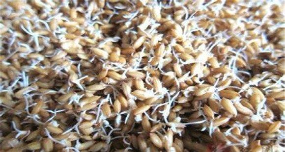 水稻直播的种子处理