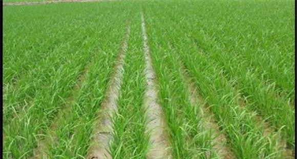 水稻旱育稀植