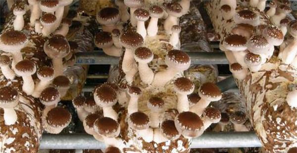 香菇栽培过程中对生长条件有什么要求
