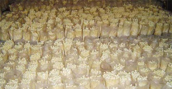 金针菇菌袋发酸及烧菌主要对策