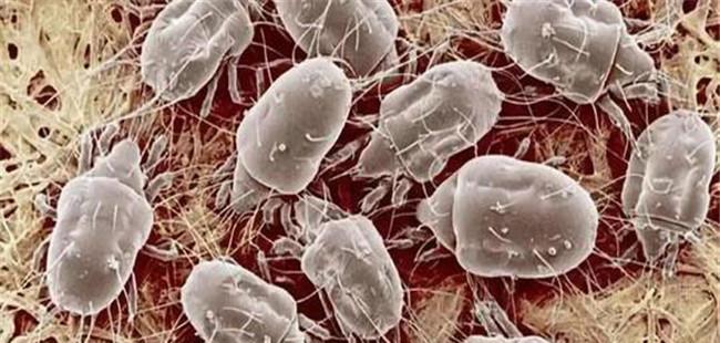 食用菌菌瞒的种类与危害 菌螨预防与防治技术